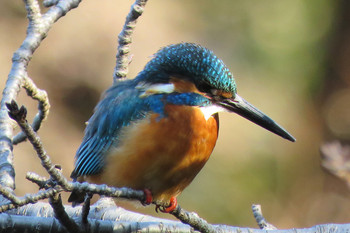 Common Kingfisher Machida Yakushiike Park Unknown Date