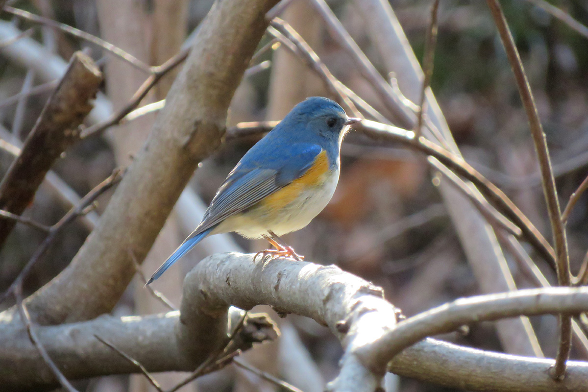 Photo of Red-flanked Bluetail at Machida Yakushiike Park by ぴくるす