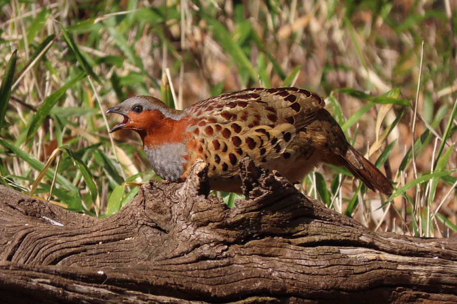 Photo of Chinese Bamboo Partridge at 浅間山公園(府中市) by ぴくるす