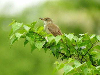 オオヨシキリ 北本自然観察公園 撮影日未設定