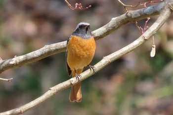 Daurian Redstart Machida Yakushiike Park Unknown Date