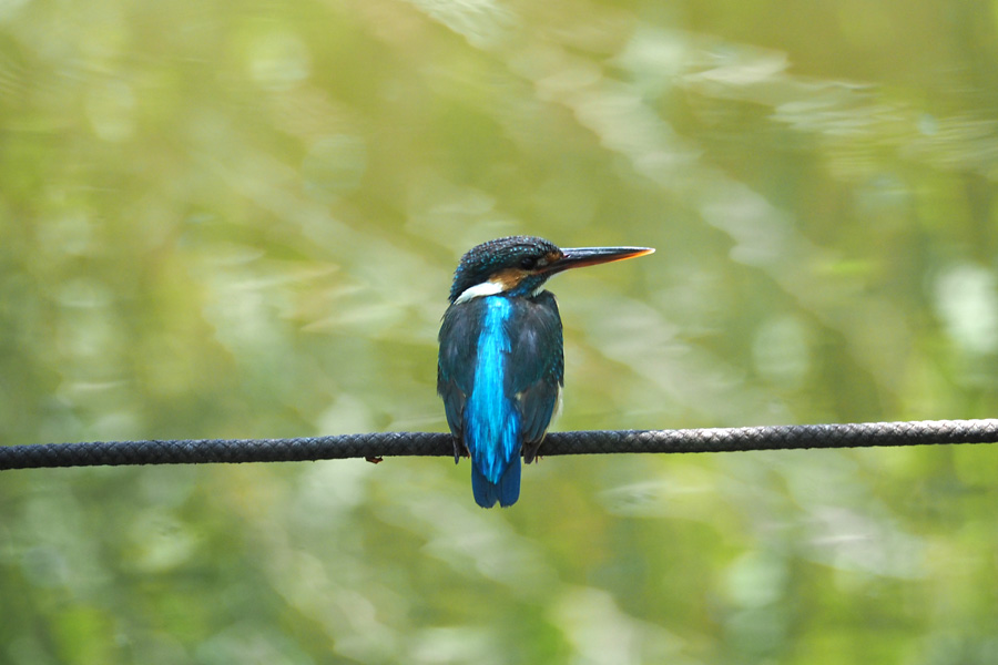 Photo of Common Kingfisher at 善福寺公園 by ぴくるす