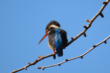 Common Kingfisher 善福寺公園 Unknown Date