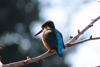 Common Kingfisher 善福寺公園 Unknown Date