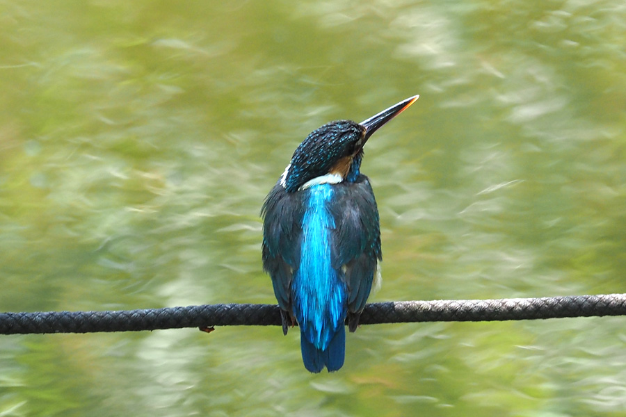 Photo of Common Kingfisher at 善福寺公園 by ぴくるす