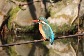 Common Kingfisher 善福寺公園 Unknown Date