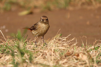 Daurian Redstart 浅間山公園(府中市) Unknown Date