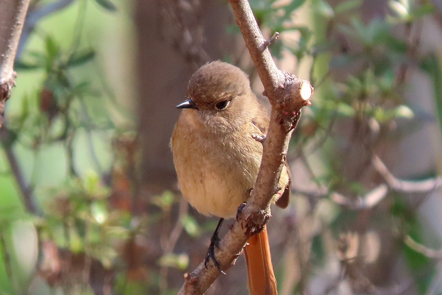 Photo of Daurian Redstart at 浅間山公園(府中市) by ぴくるす