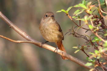 Daurian Redstart 浅間山公園(府中市) Unknown Date