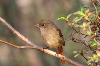 Daurian Redstart 浅間山公園(府中市) Unknown Date