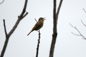 Oriental Reed Warbler Mizumoto Park Unknown Date