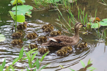 カルガモ 薬師池公園 撮影日未設定