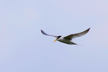 Little Tern Isanuma Sat, 6/8/2019