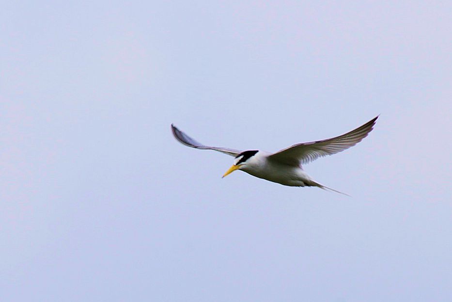 Little Tern