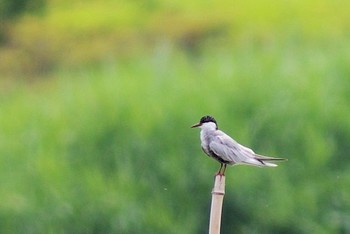 クロハラアジサシ 伊佐沼 2019年6月8日(土)