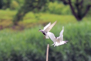 クロハラアジサシ 伊佐沼 2019年6月8日(土)