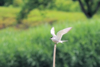 アジサシ 伊佐沼 2019年6月8日(土)