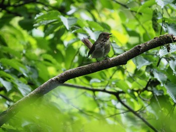 オオルリ 数馬〜檜原都民の森 2019年6月8日(土)