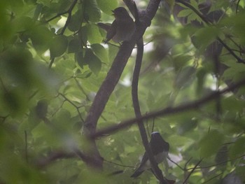 Sat, 6/8/2019 Birding report at Hinohara Tomin no mori