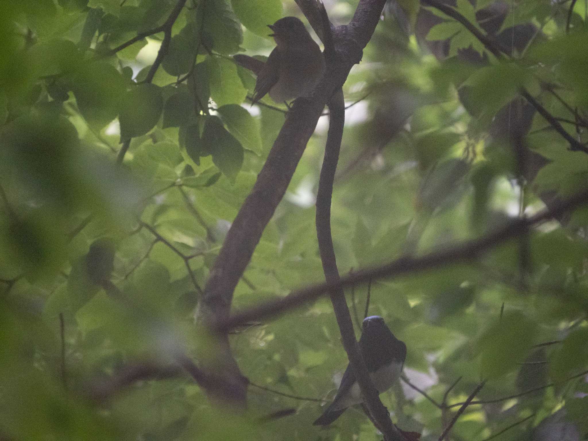 Photo of Blue-and-white Flycatcher at Hinohara Tomin no mori by ふなきち