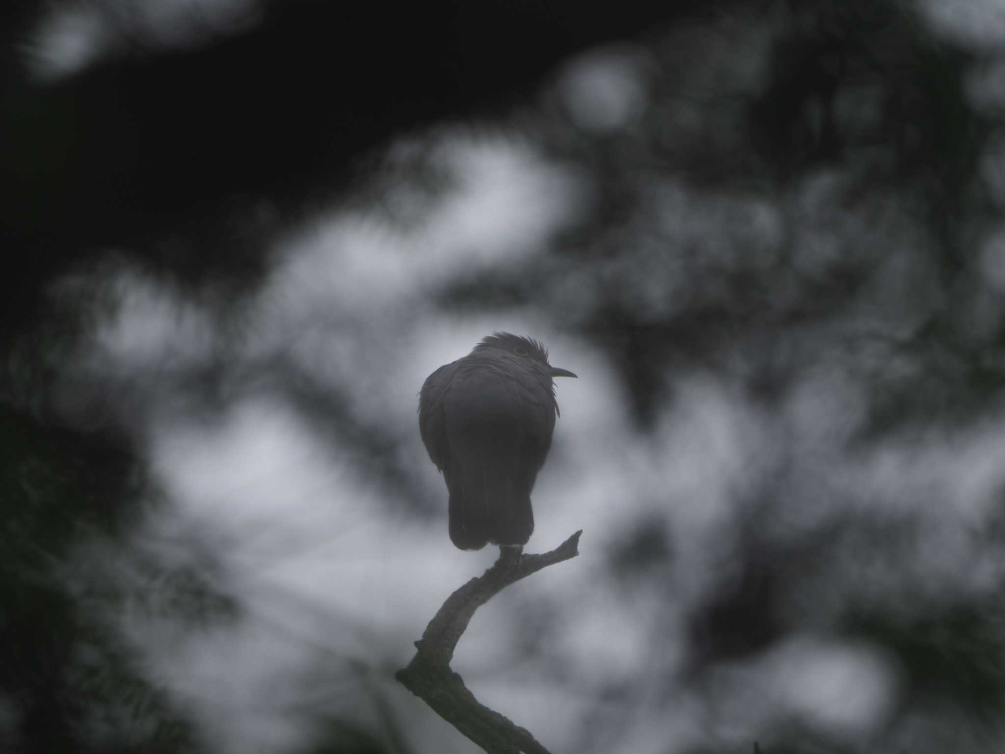 Oriental Cuckoo