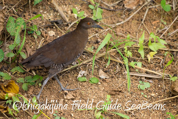 Slaty-legged Crake Ishigaki Island Sat, 6/8/2019