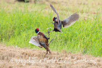 Common Pheasant Ishigaki Island Sat, 6/8/2019