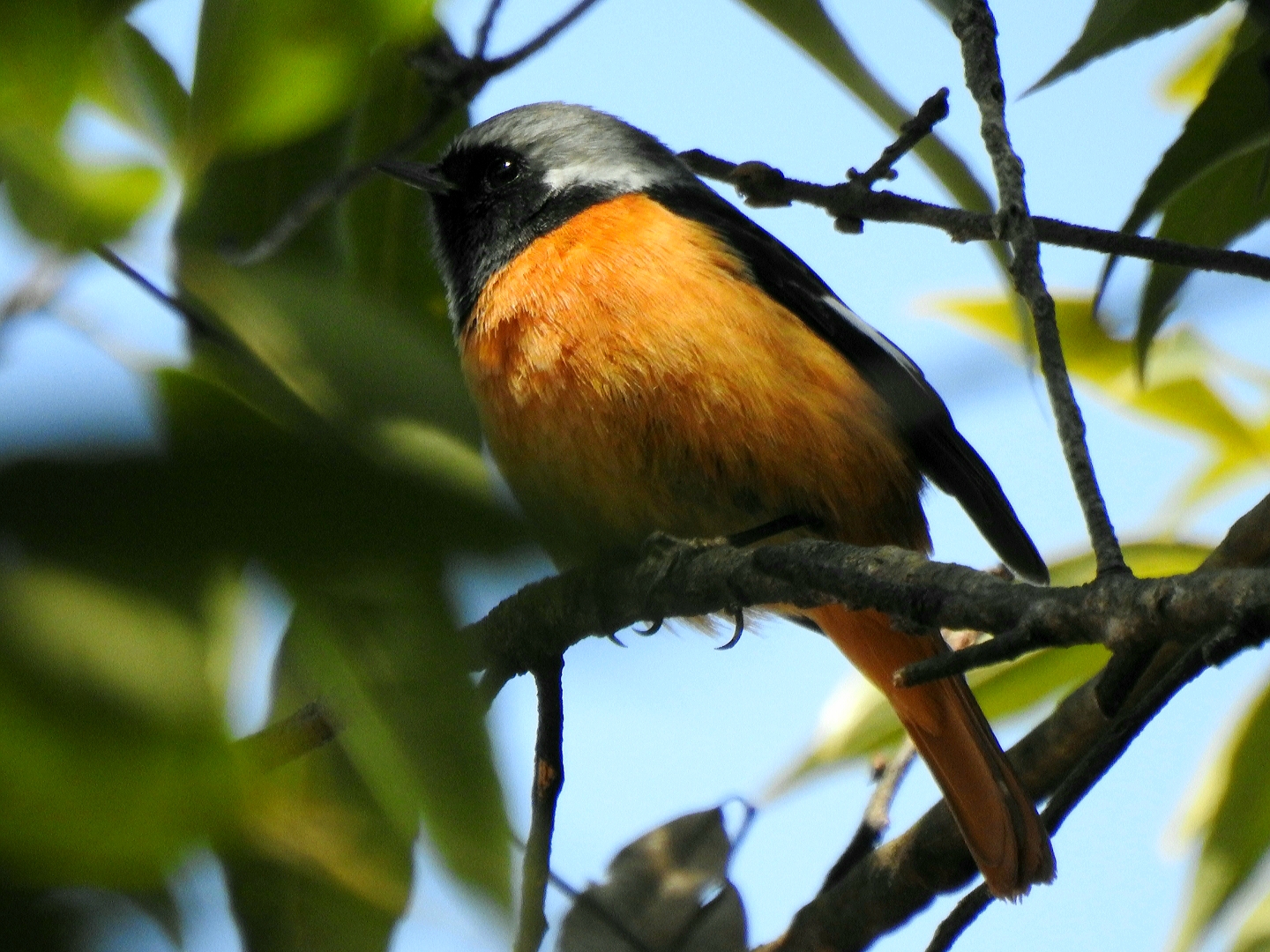 Photo of Daurian Redstart at ぐんまこどもの国 by リアン