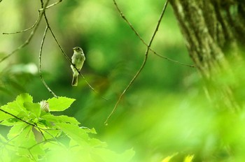 コサメビタキ 陣馬山 2019年6月4日(火)