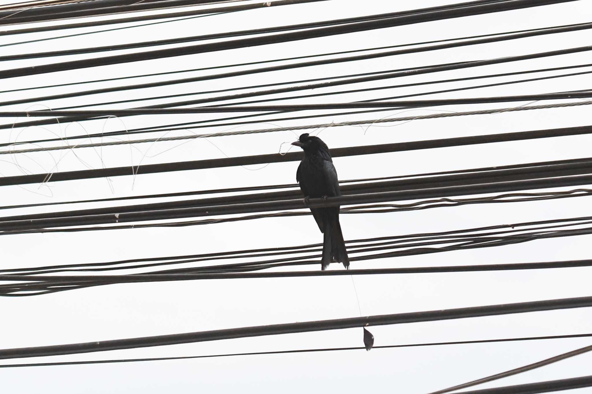 Greater Racket-tailed Drongo