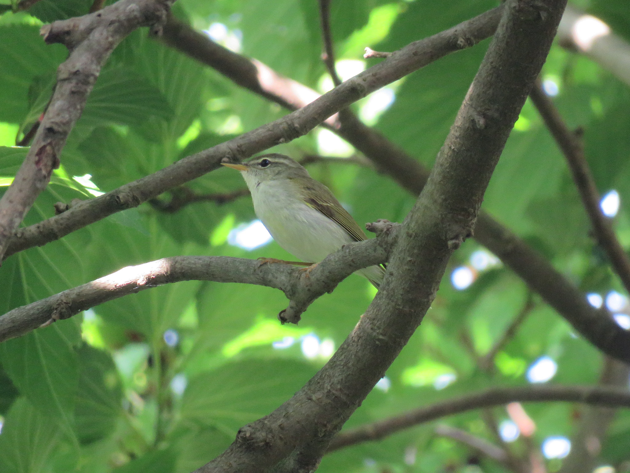 Photo of Ijima's Leaf Warbler at Miyakejima Island by Bo-zai