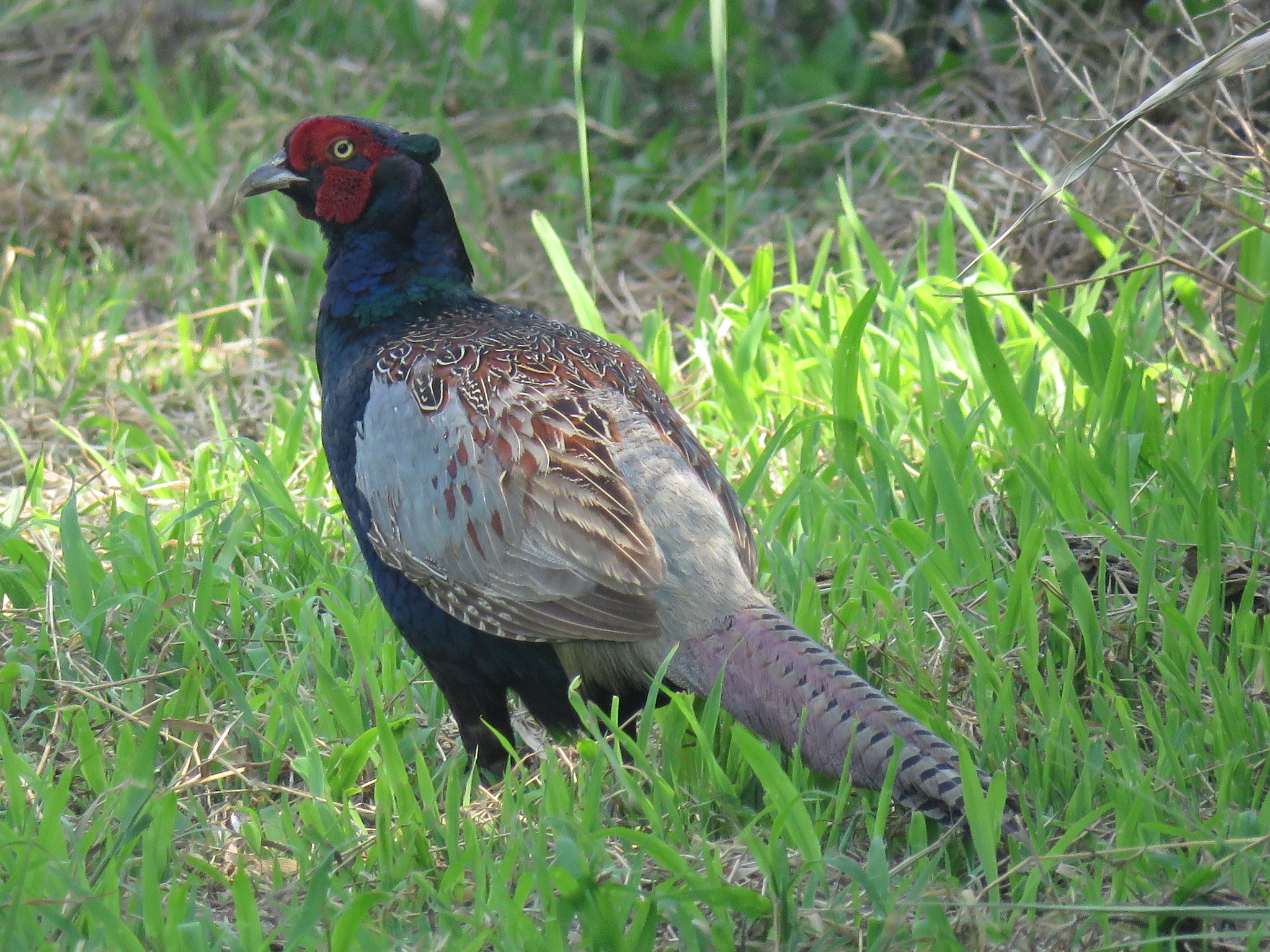 Photo of Green Pheasant at 黒浜沼 by Bo-zai