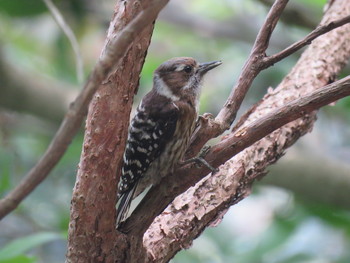 Japanese Pygmy Woodpecke(matsudairai)