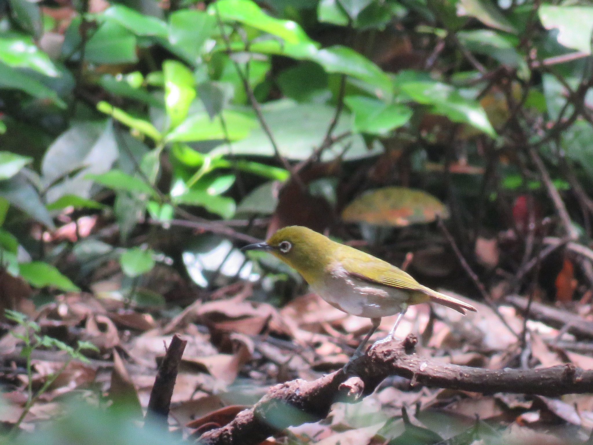 Photo of Japanese White-eye(stejnegeri) at  by Bo-zai