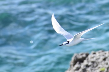 エリグロアジサシ 伊計島 2019年6月7日(金)