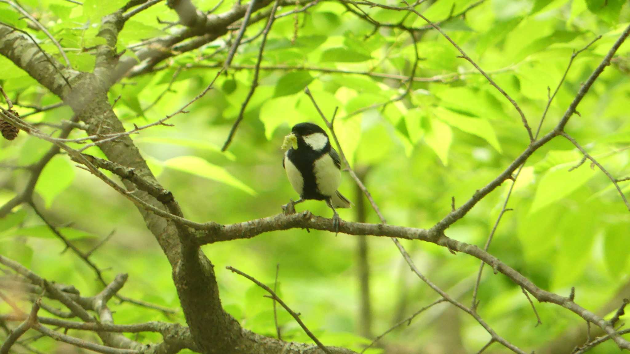 シジュウカラ