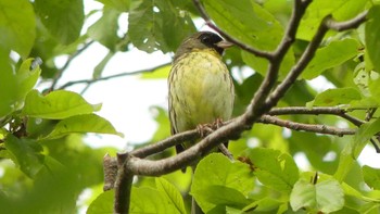 2019年6月9日(日) ウトナイ湖の野鳥観察記録