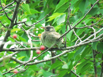 2019年6月9日(日) 東京都世田谷区の野鳥観察記録