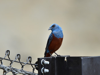 Blue Rock Thrush 神奈川10 Sat, 6/1/2019