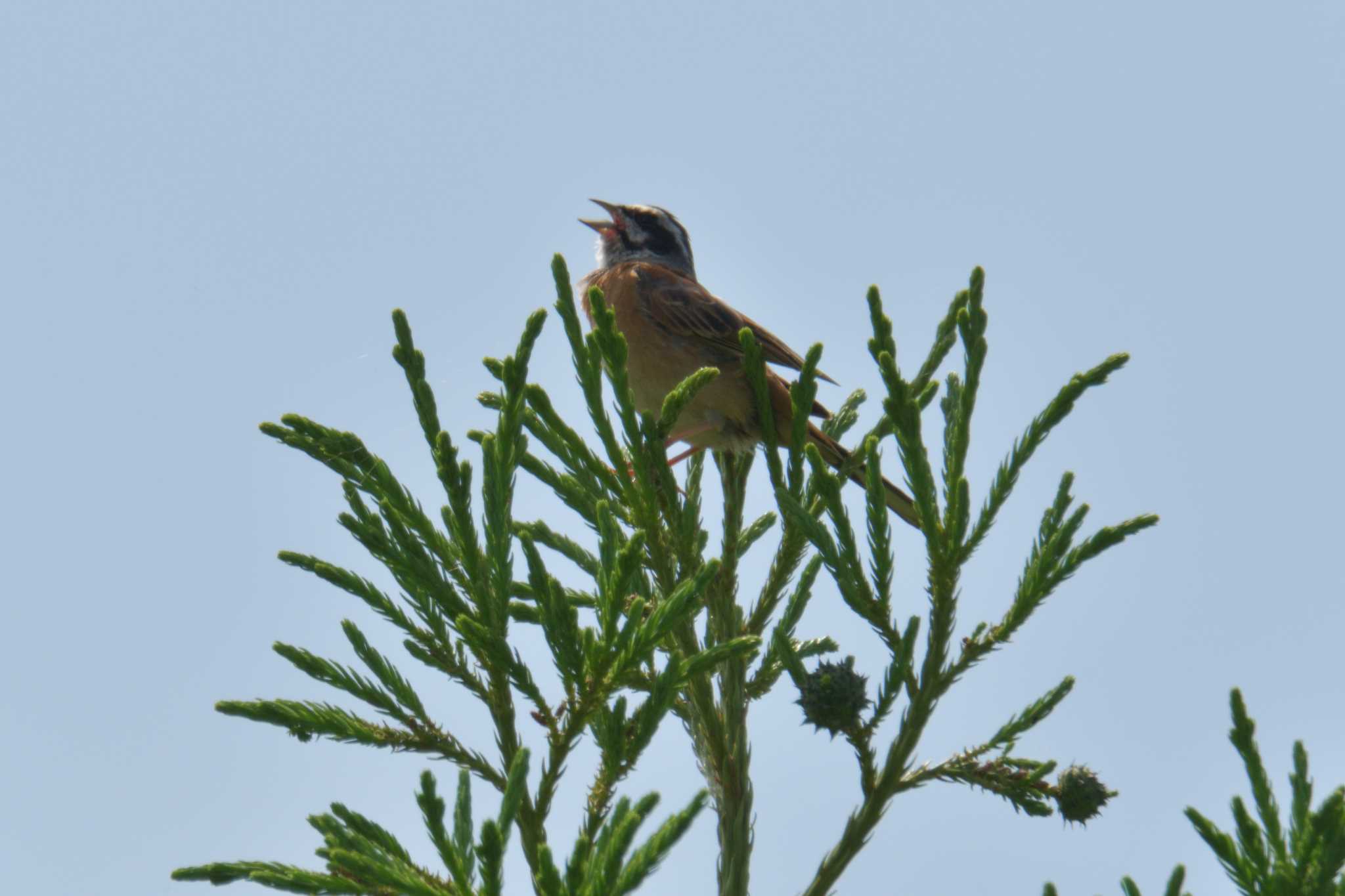 Photo of Meadow Bunting at Mie-ken Ueno Forest Park by masatsubo