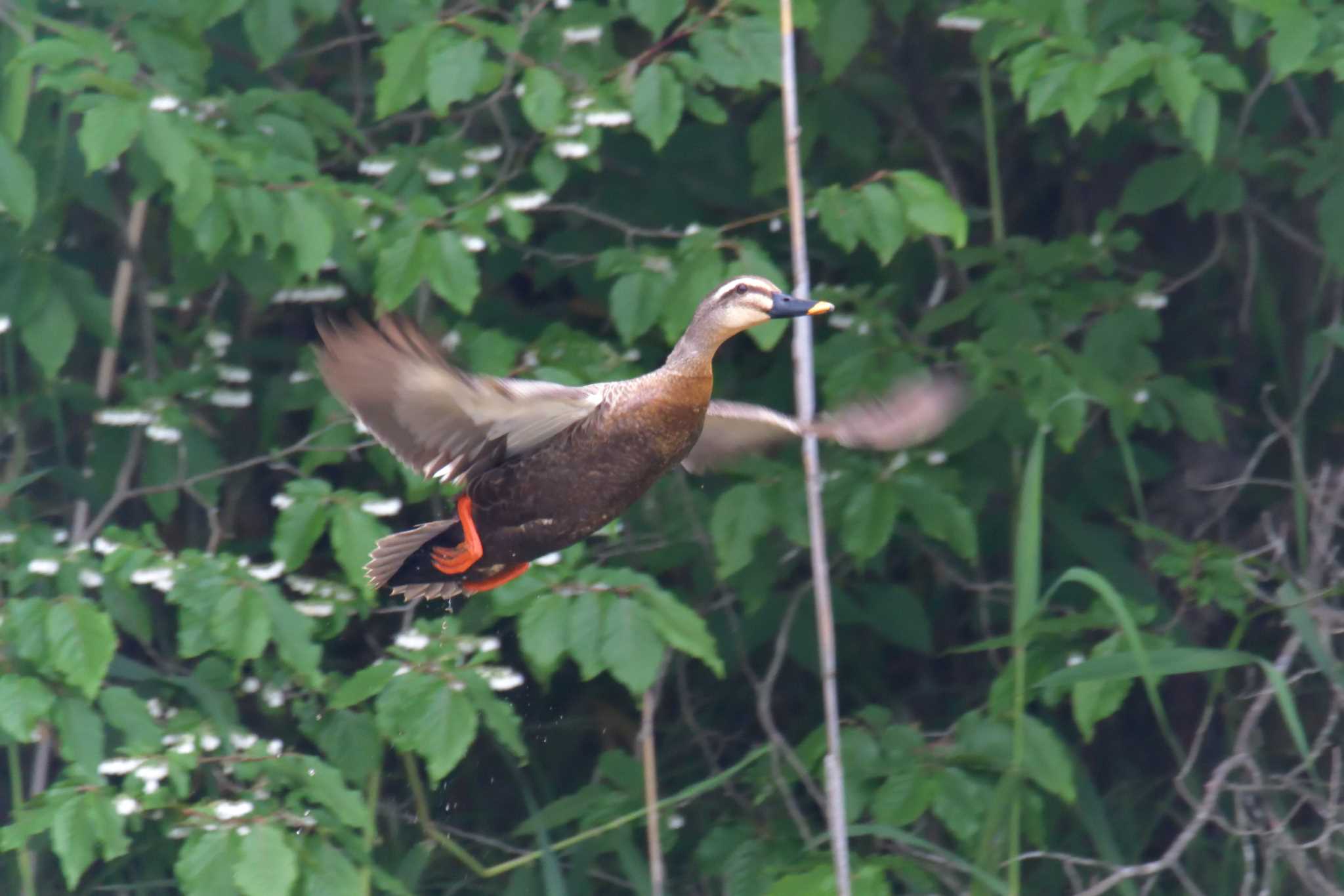 Eastern Spot-billed Duck