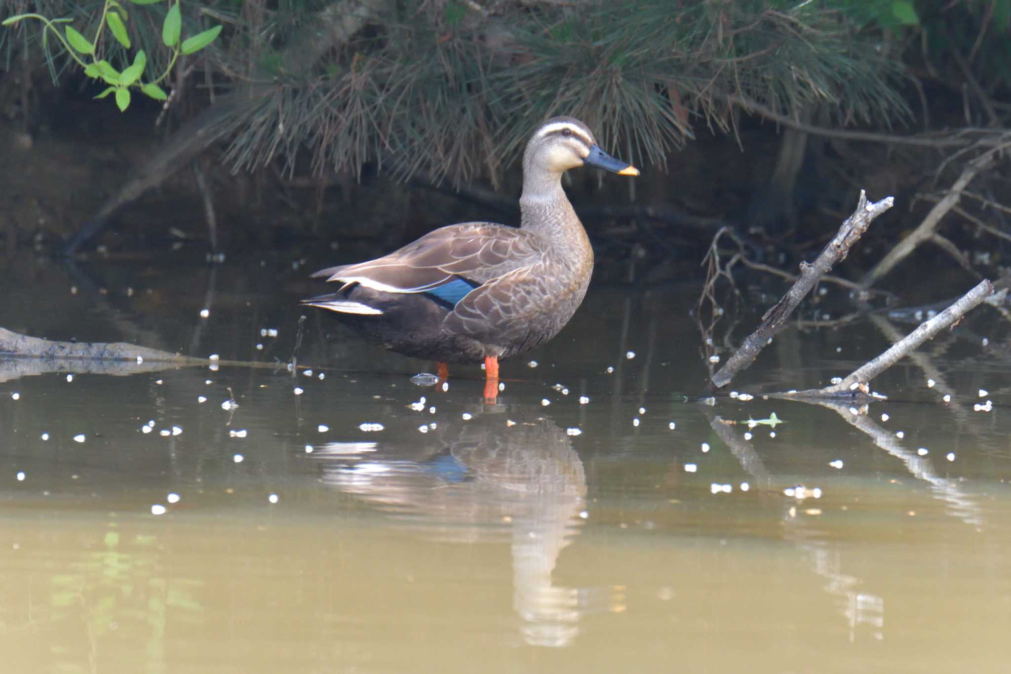 Photo of Eastern Spot-billed Duck at Mie-ken Ueno Forest Park by masatsubo