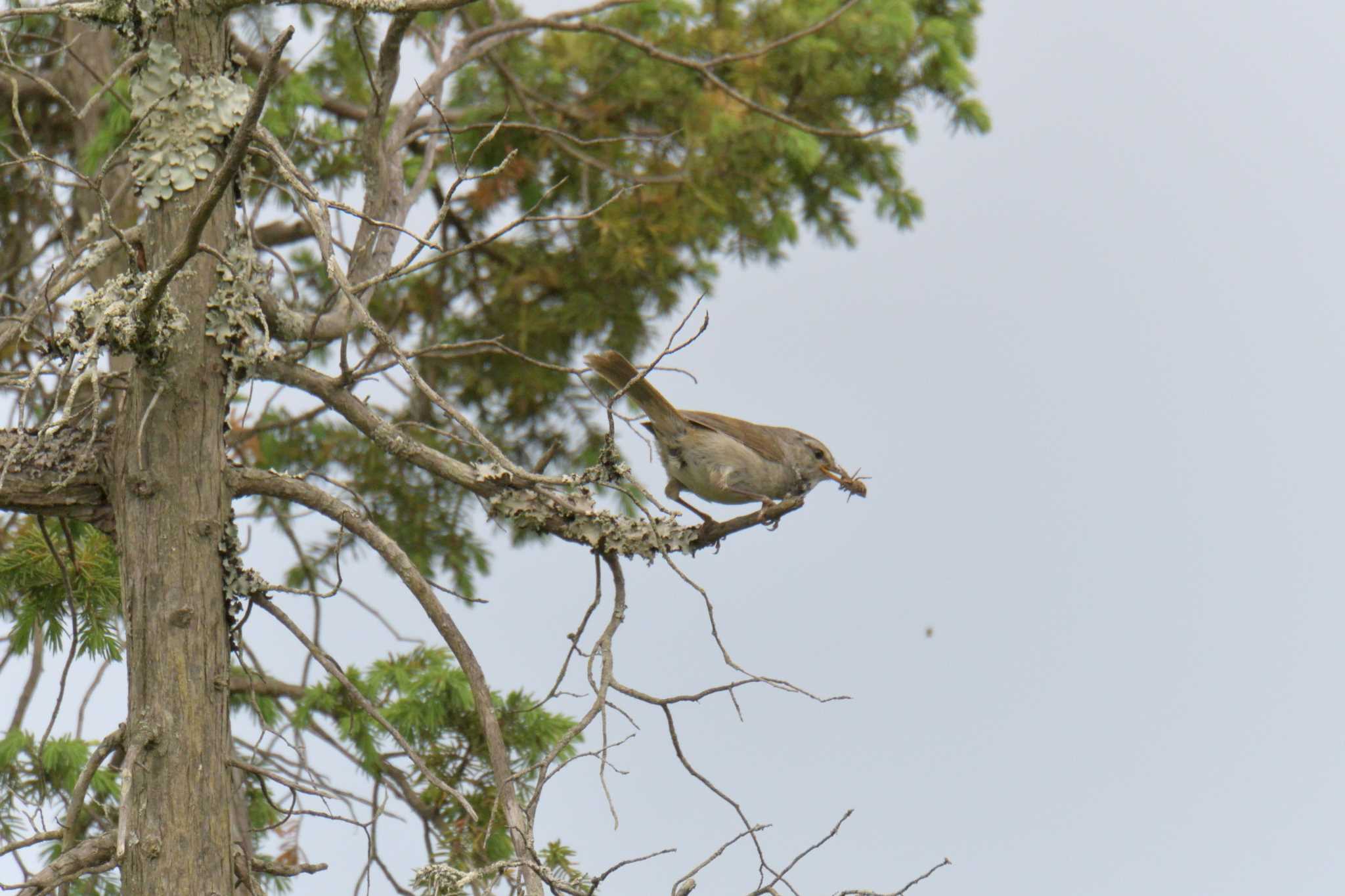 Japanese Bush Warbler