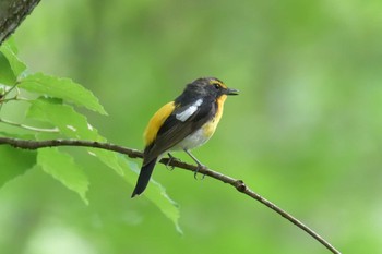 Sun, 6/9/2019 Birding report at Mie-ken Ueno Forest Park