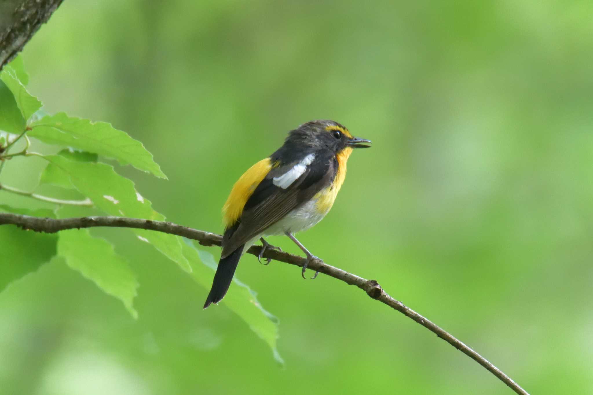 Narcissus Flycatcher