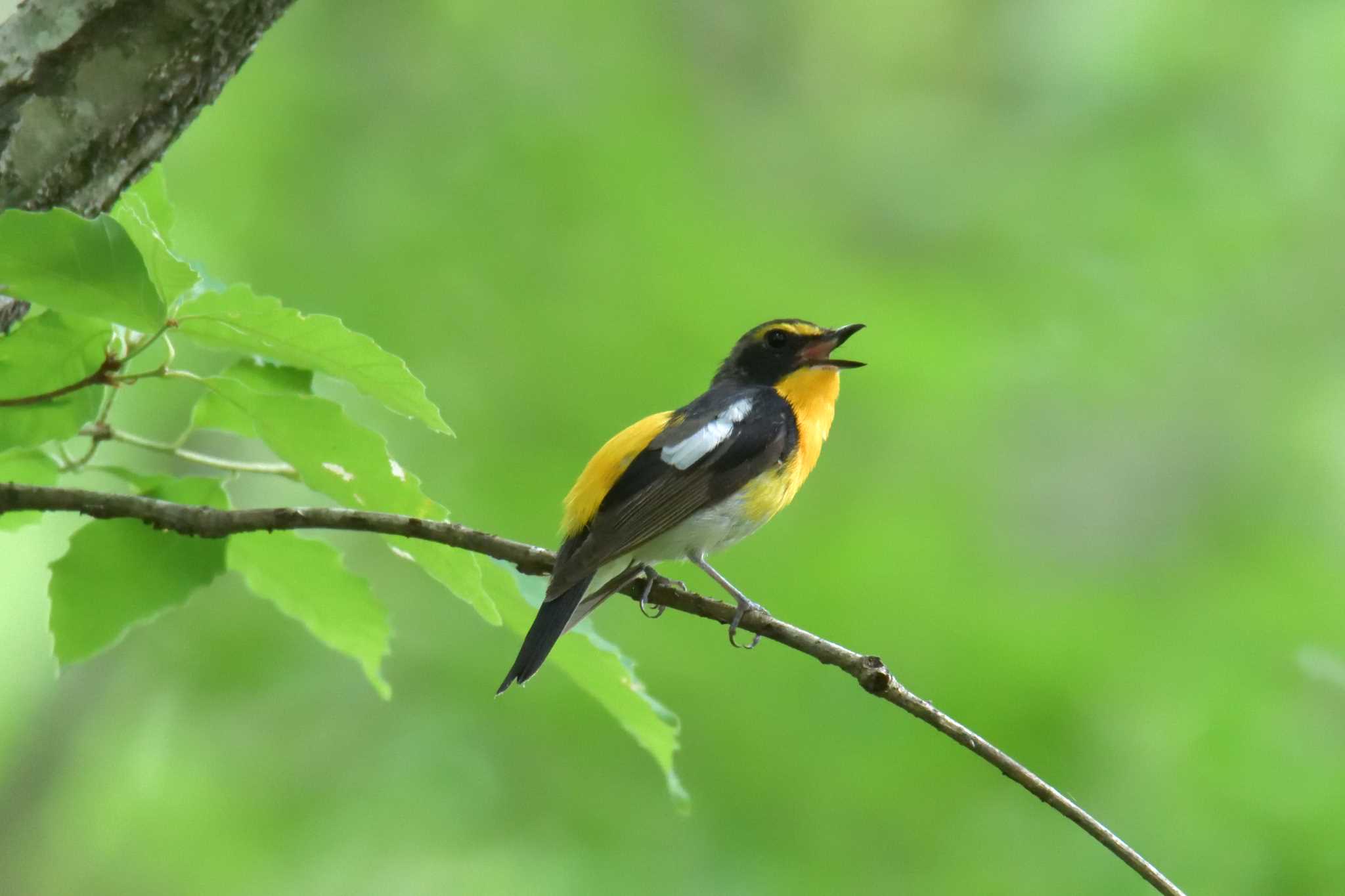 Narcissus Flycatcher