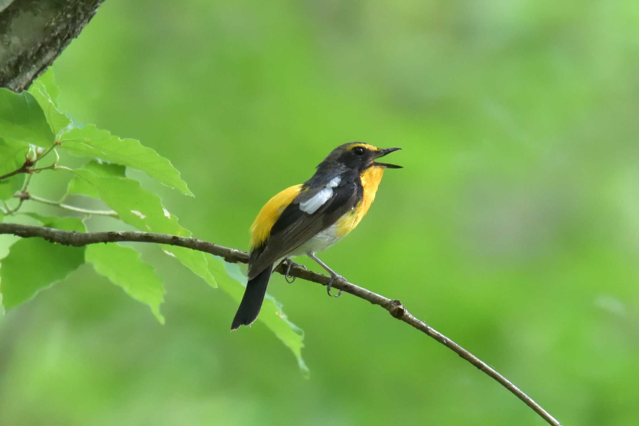 Narcissus Flycatcher