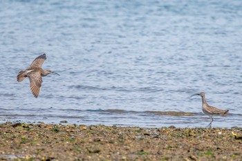 Eurasian Whimbrel 加古川河口 Tue, 6/4/2019