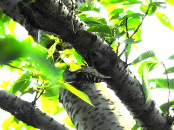 Japanese Pygmy Woodpecker 天白川 Sat, 1/13/2024