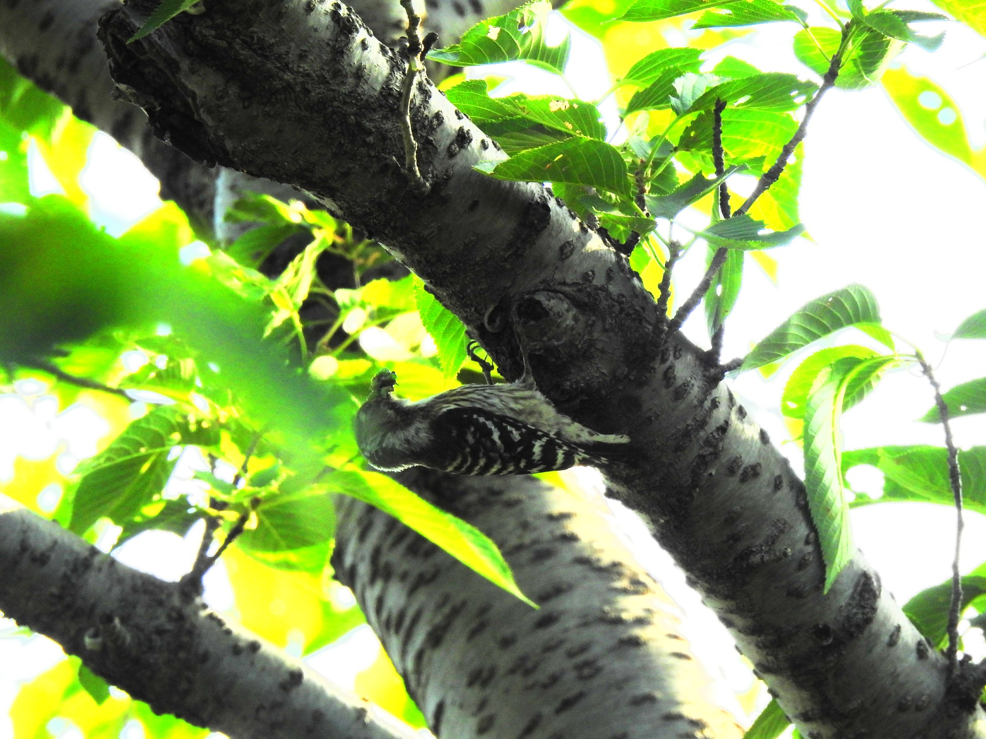 Japanese Pygmy Woodpecker